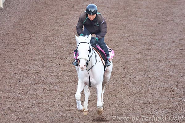 東京 11R アルテミスS【マルガ】 東京 11R アルテミスS【マルガ】