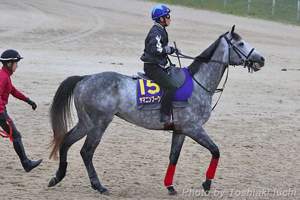 京都 11R 菊花賞【ヤマニンブークリエ】 京都 11R 菊花賞【ヤマニンブークリエ】