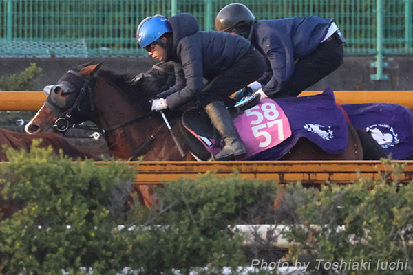 阪神 5R 2歳新馬【アルジェンテーラ】 阪神 5R 2歳新馬【アルジェンテーラ】
