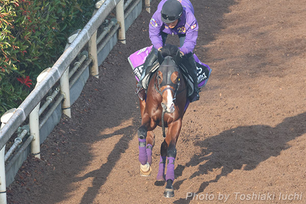 阪神 11R 朝日杯FS【アドマイヤクワッズ】 阪神 11R 朝日杯FS【アドマイヤクワッズ】