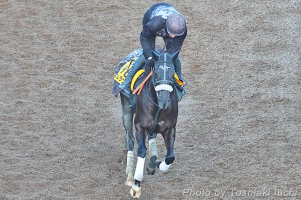 阪神 11R 阪神カップ【ナムラクレア】 阪神 11R 阪神カップ【ナムラクレア】