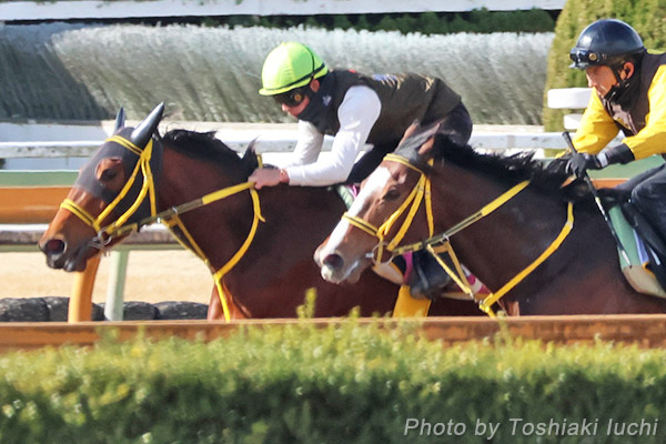京都 12R 3歳未勝利【ワトルツリー】 京都 12R 3歳未勝利【ワトルツリー】