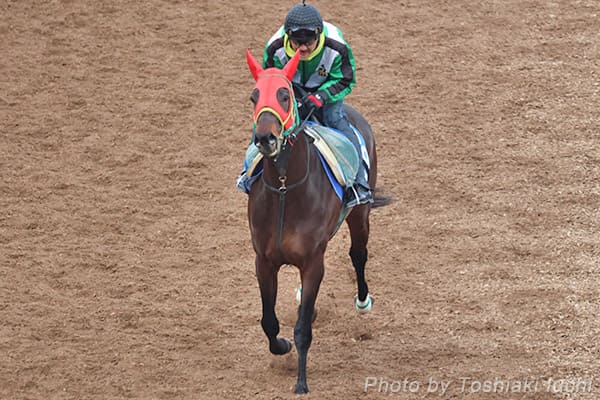 京都 11R 睦月S【マイネルチケット】 京都 11R 睦月S【マイネルチケット】