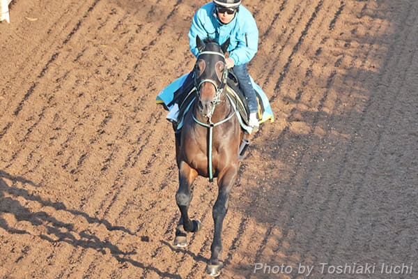 ��_ 11R �����t�y�E�b�v�w���[�A�z