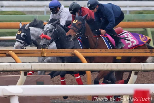 中山 11R ダービー卿CT【ミニトランザット】 中山 11R ダービー卿CT【ミニトランザット】