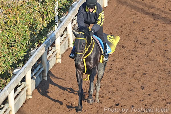 阪神 10R ポラリスS【クロジシジョー】 阪神 10R ポラリスS【クロジシジョー】