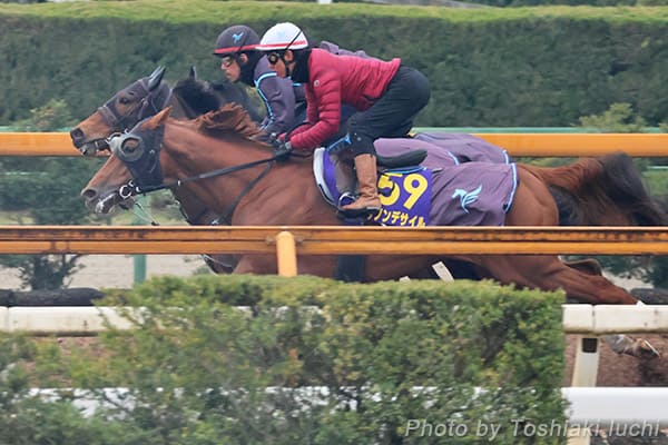 阪神 11R 大阪杯【ダノンデサイル】 阪神 11R 大阪杯【ダノンデサイル】
