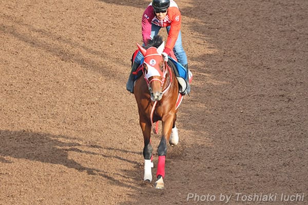 ��_ 11R �A���^���XS�y���V�����@���h�[���z