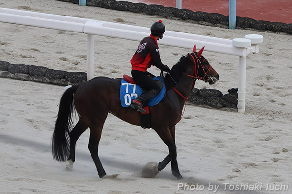 京都 11R 鞍馬S【フリッカージャブ】 京都 11R 鞍馬S【フリッカージャブ】