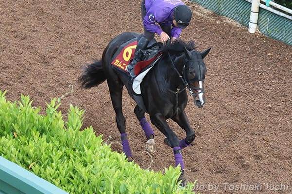東京 11R ヴィクトリアマイル【カムニャック】 東京 11R ヴィクトリアマイル【カムニャック】