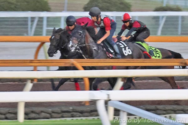 中京 2R 2歳未勝利【ブラックミューズ】 中京 2R 2歳未勝利【ブラックミューズ】