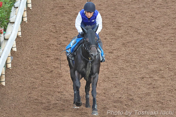 阪神 11R セントウルS【ヨシノイースター】 阪神 11R セントウルS【ヨシノイースター】