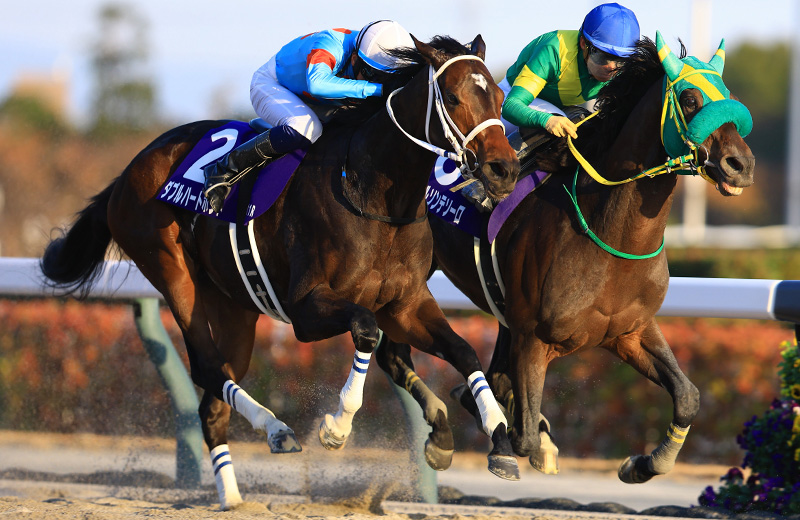 �_�u���n�[�g�{���h