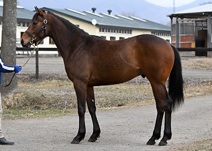 その他牧場｜POG注目馬カラーパドック｜競馬情報ならJRA-VAN