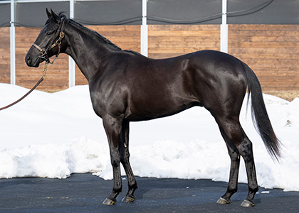 白老ファーム｜POG注目馬カラーパドック｜競馬情報ならJRA-VAN