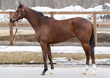 イデアリサール