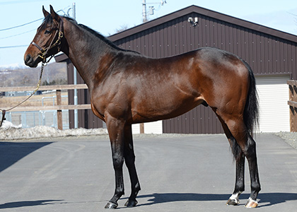 その他牧場｜POG注目馬カラーパドック｜競馬情報ならJRA-VAN