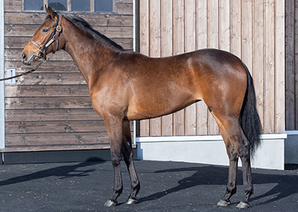 アドマイヤマイア