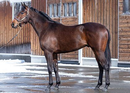 シャンパングラス