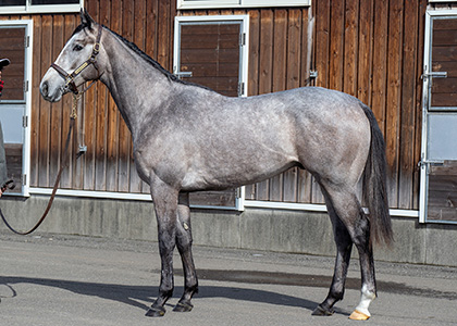 シルバーレイン