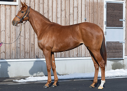 ジャルディニエ