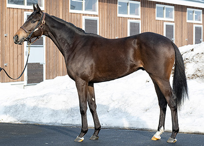 サトノブリジャール