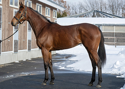 エピファランド