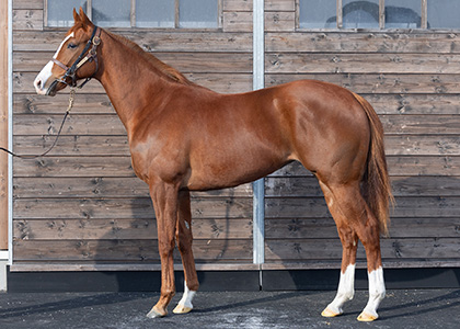 ベルヴィヴァン