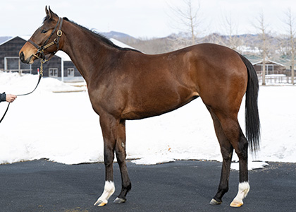馬の画 ノーザンファーム｜POG注目馬カラーパドック｜競馬情報ならJRA-VAN