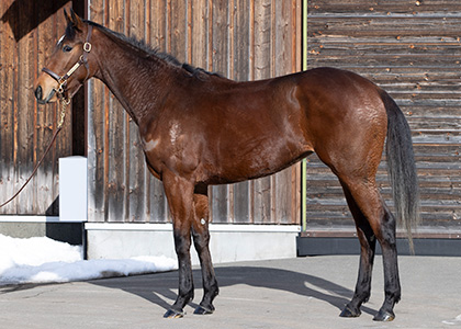 エンブロイダリー