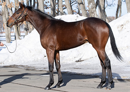 コズミックダンサー