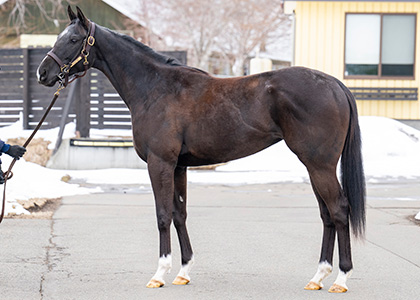 バカラお馬さん マレンゴ | バカラ 日本