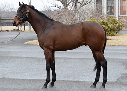 その他牧場｜POG注目馬カラーパドック｜競馬情報ならJRA-VAN