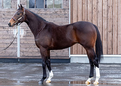 エッチェレンテ