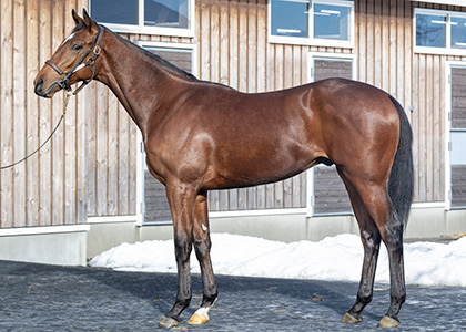 ノーザンファーム｜POG注目馬カラーパドック｜競馬情報ならJRA-VAN