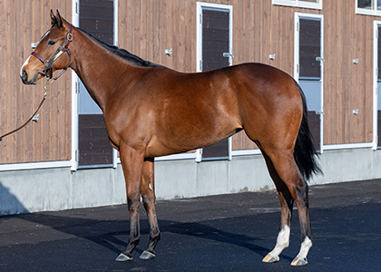 グレイシエーション