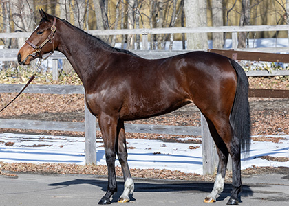 クロスボーダー