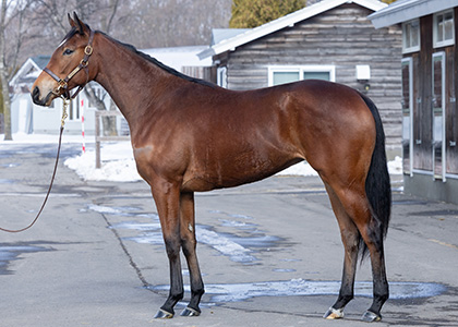 パープルガーネット