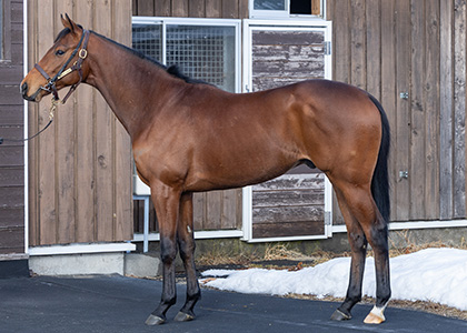 アルヴァンドルード