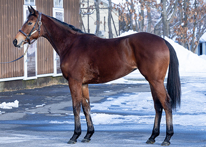 ハヤブササキチャン