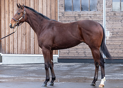 サトノクラシカル