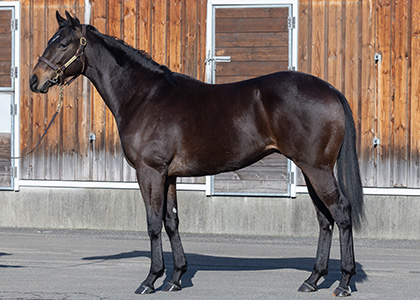 ウィロークリーク