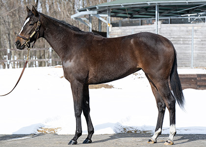 グレースジェンヌ