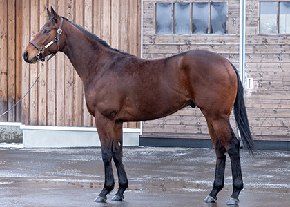 サンライズメジェド