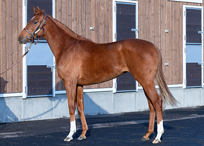 ミッキーラヴィータ