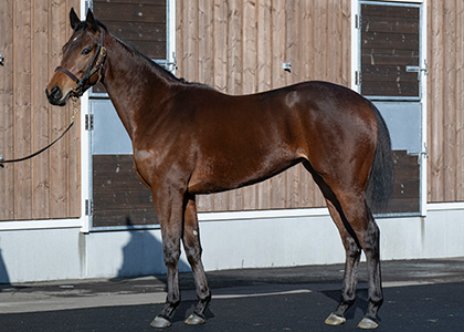 ショウナンカリス