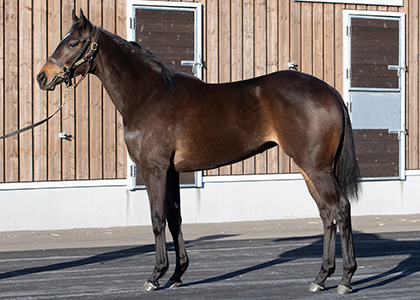 ジョイアミーア