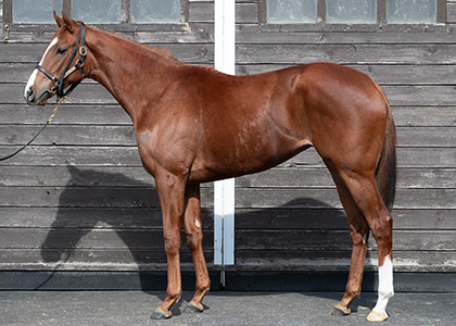 キンダープンシュ