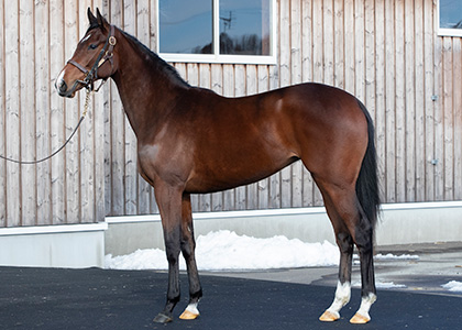 モートンアイランド