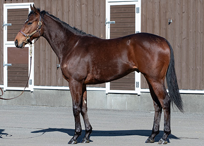 シュガーシャック